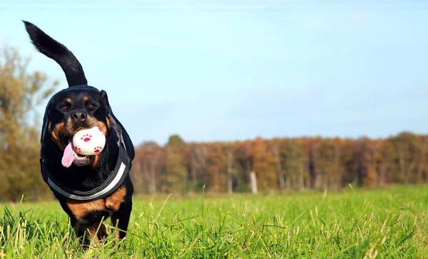 Ben Rottweiler Lady Jule Kalenborn 2006 Top Dog Görüldük — Stok fotoğraf