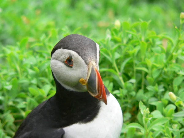 Vista Cênica Belo Pássaro Puffin Natureza — Fotografia de Stock