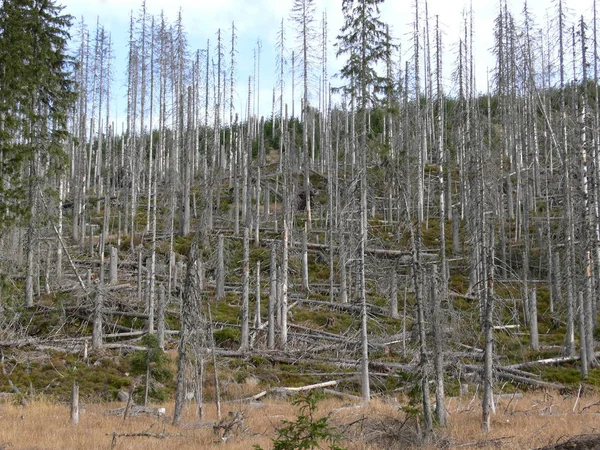 Vacker Utsikt Över Naturen — Stockfoto