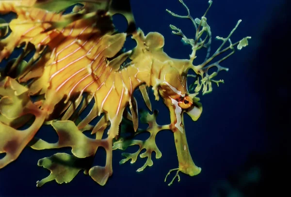 Leafy Sea Dragon Fetzendrachenfisch — Photo