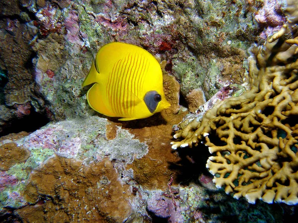 Mask Butterfly Fish Reef Stock Photo