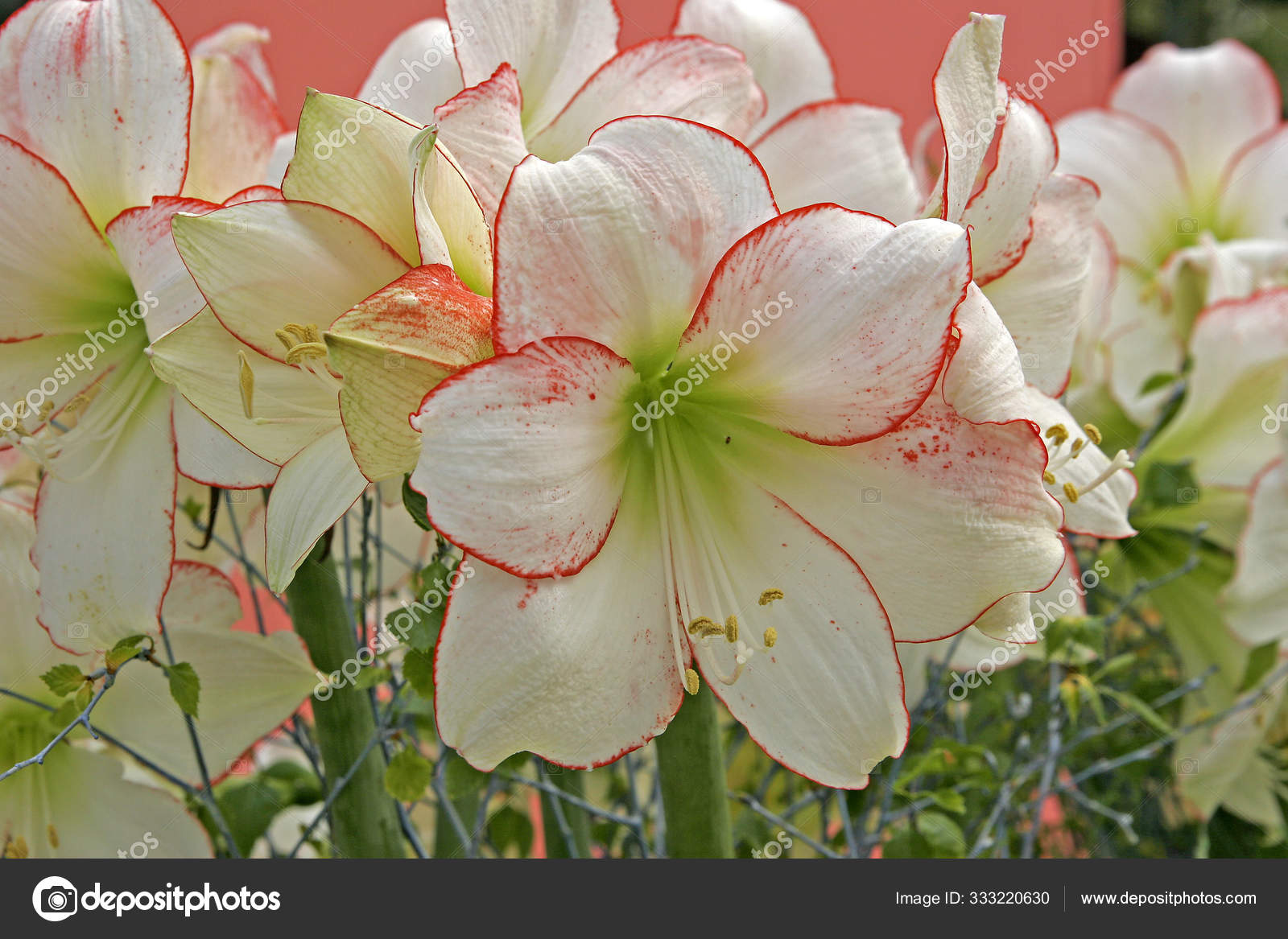 Amarilis Flores Pétalos Flora: fotografía de stock © PantherMediaSeller  #333220630 | Depositphotos
