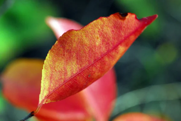 Hermoso Follaje Colorido Otoño —  Fotos de Stock