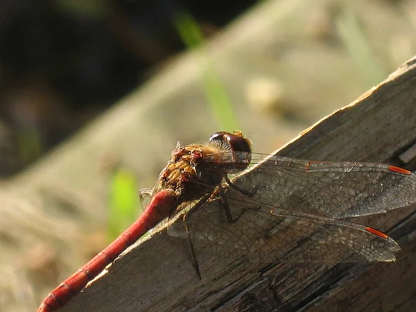 Detailní Makro Pohled Hmyz Vážky — Stock fotografie