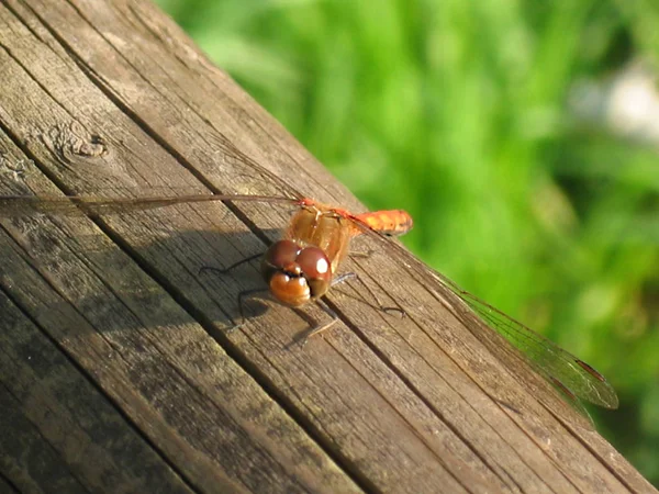 Příroda Hmyz Vážky Odonata Létat — Stock fotografie
