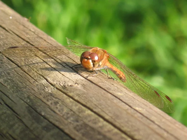 Natureza Inseto Libélula Odonata Voar — Fotografia de Stock