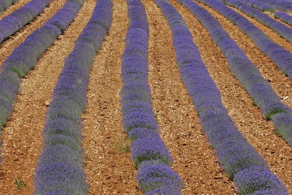 Лавандовые Поля Sault Provence — стоковое фото
