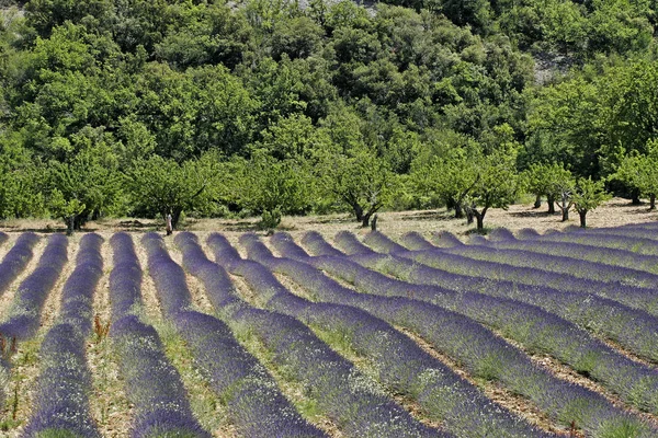 Vid Korsningar Lavendelfält Provence — Stockfoto