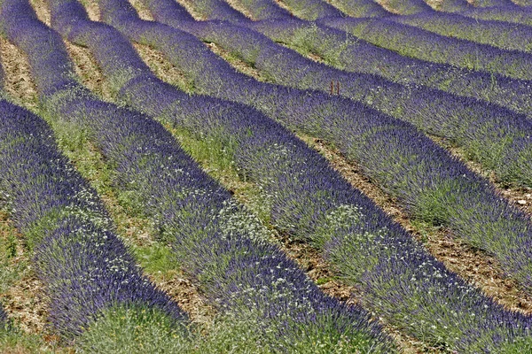 보라색 보라색 라벤더 — 스톡 사진