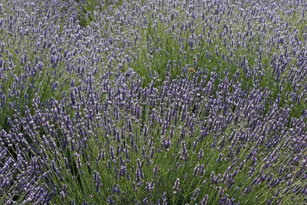 Fialové Květy Levandule Fialové Květy Provence — Stock fotografie