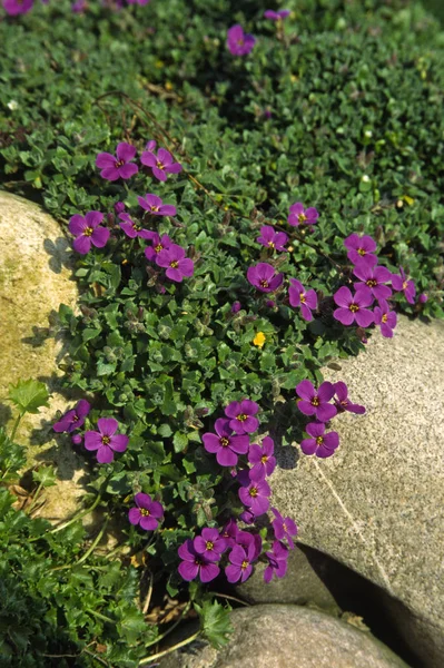 Vacker Botanisk Skott Naturliga Tapeter — Stockfoto