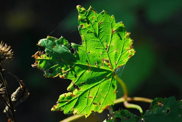 Prachtig Kleurrijk Herfstblad — Stockfoto