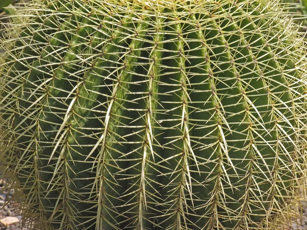 Cactus Planta Tropical Flora — Foto de Stock