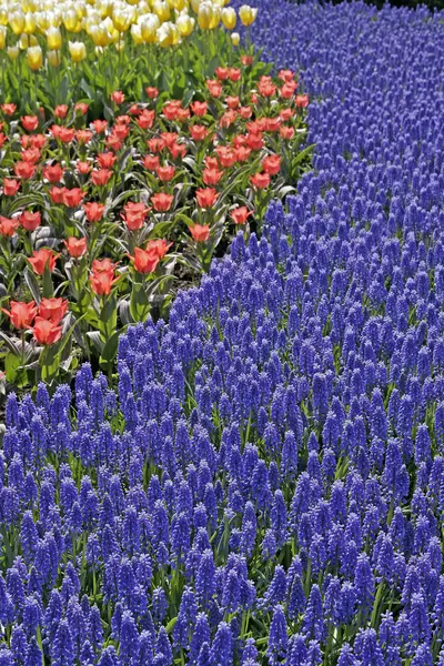 Flor Tulipanes Flora Primaveral — Foto de Stock