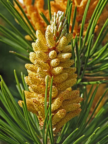 Pinus Mugo Πεύκο Του Βουνού Λεπτομέρεια — Φωτογραφία Αρχείου