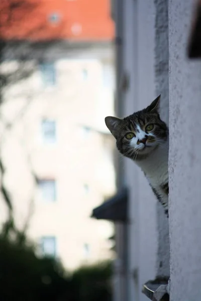 一只可爱的猫的肖像 — 图库照片