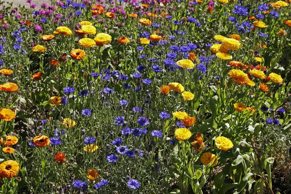 Prado Flores Verão Com Flores Milho — Fotografia de Stock