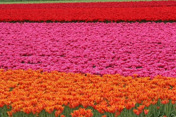 Fiori Tulipani Fiore Flora Primaverile — Foto Stock