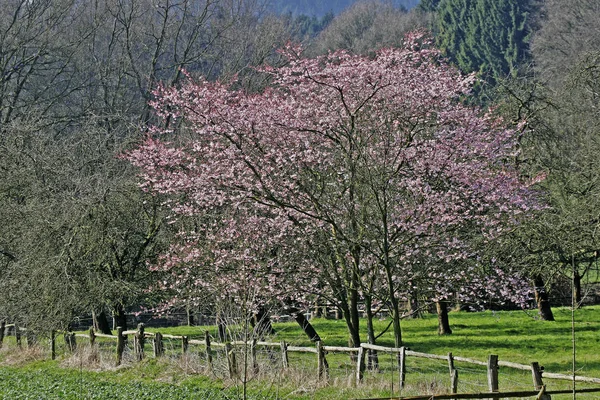 Flores Sakura Galho Árvore — Fotografia de Stock