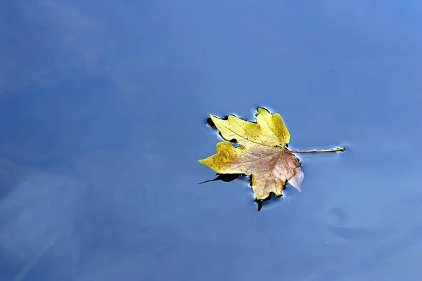 Sonbahar Atmosferi Seçici Odak — Stok fotoğraf