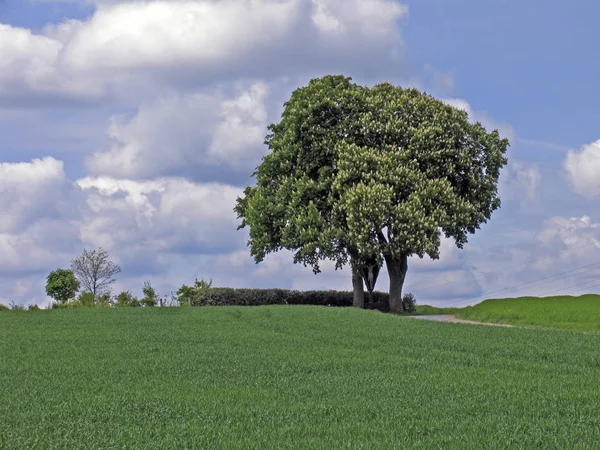 Mal Iburg Glane Castaño Campo — Foto de Stock