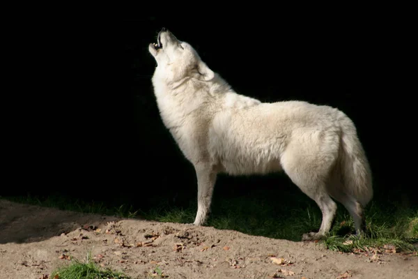 Animal Lobo Por Naturaleza Depredador — Foto de Stock