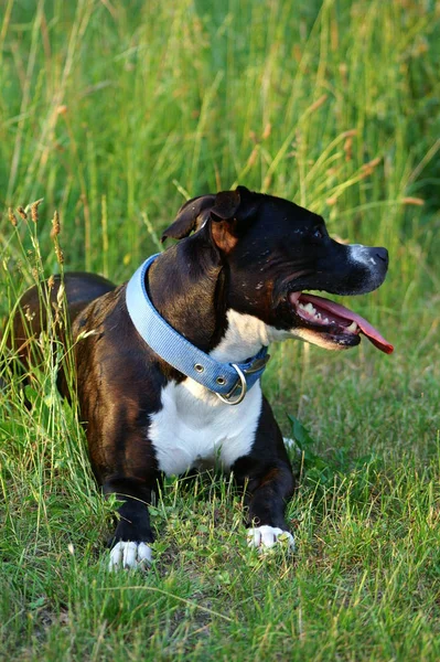 Tiro Aire Libre Perros Lindos —  Fotos de Stock