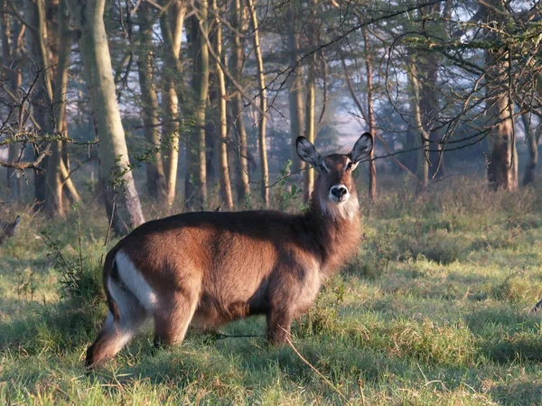 defassa waterbuck in the morning sun at the edge of a fever acacia forest in lake nakuru np.\r\nthe picture was taken in the early morning with high iso. at first i did the noise disturbed,but now i find it here ausnahmnsweise even sometimes good,