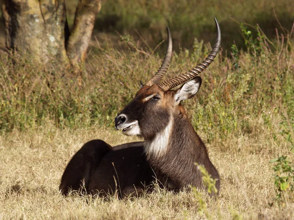 Alsof Hij Iets Wilde Vertellen — Stockfoto