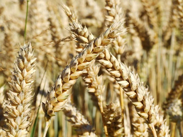 Cereales Agrícolas Campo Cultivo —  Fotos de Stock