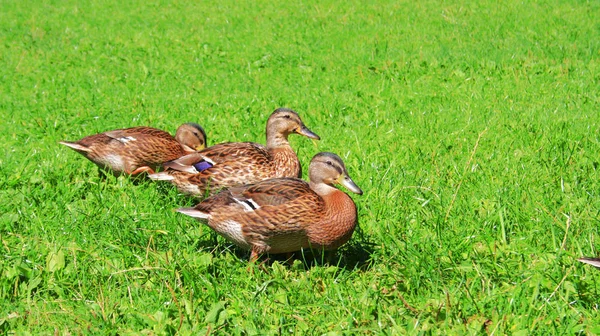 Observação Pássaros Tiro Pato Natureza Selvagem — Fotografia de Stock