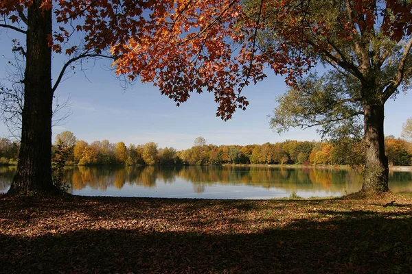 Bela Paisagem Floresta — Fotografia de Stock