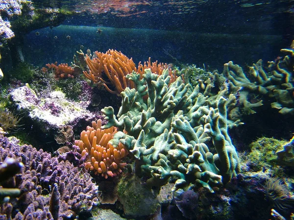 Landscape Anemones Aquarium Fish Least You Can See — Stock Photo, Image