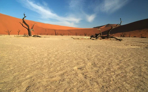 Deadvlei Halott Fák — Stock Fotó