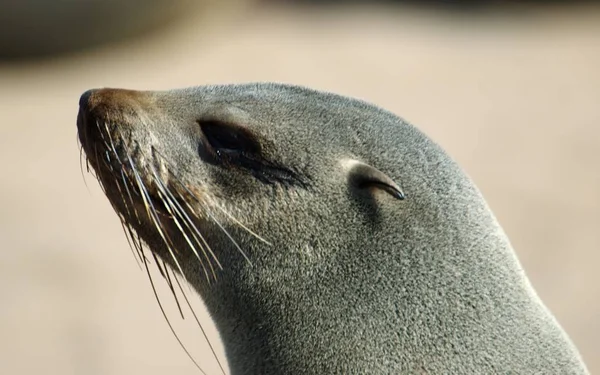 Portrait Seal — Stock Photo, Image
