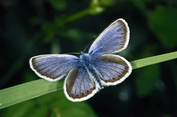 Närbild Insekter Vild Natur — Stockfoto