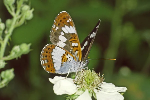 Limenitis Camilla Bílý Admirál — Stock fotografie