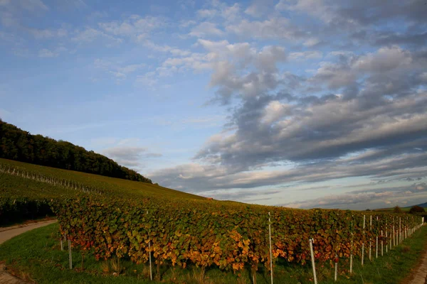 Vite Vigneto Campagna Grappoli Uva — Foto Stock