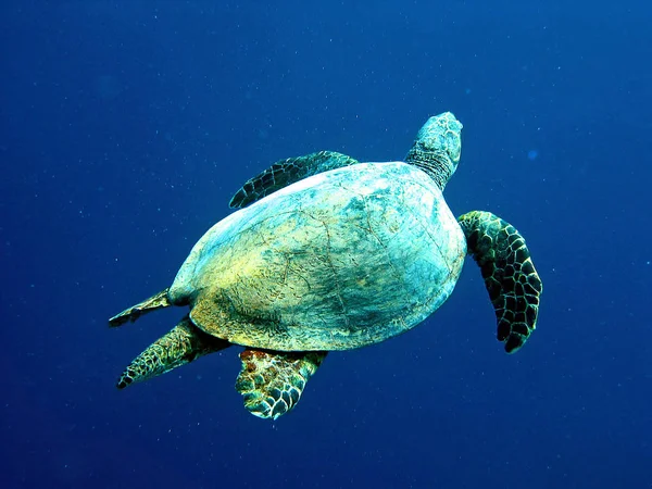 Tropik Kaplumbağa Hayvanı Sürüngen — Stok fotoğraf