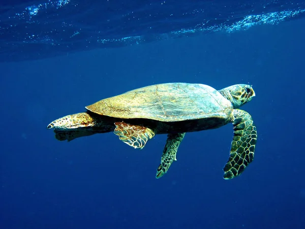 Tropische Schildkröte Tier Reptil — Stockfoto