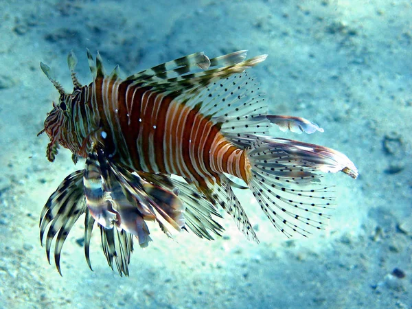 Marine Life Sea Lionfish Water Aquatic Animal — Stock Photo, Image