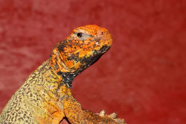 Lézard Animal Reptile Tropical — Photo