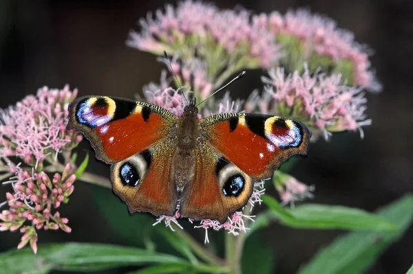 Zblízka Motýla Prostředí Koncept Divokosti — Stock fotografie