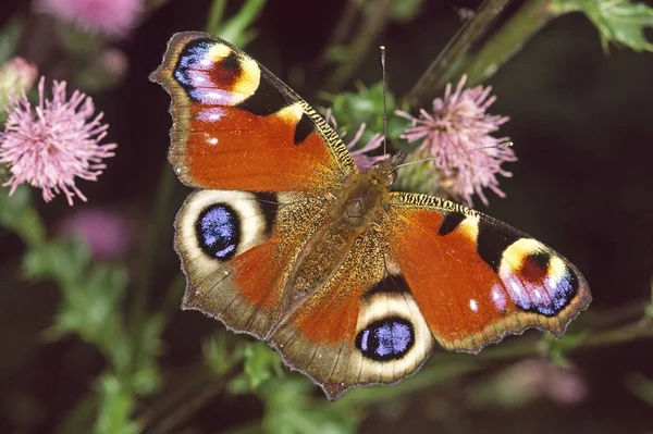 Nymphalis Inachis Tagpfauenauge — Fotografia de Stock