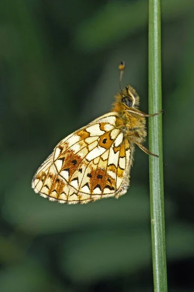 Boloria Selene 珍珠之母蝴蝶 — 图库照片