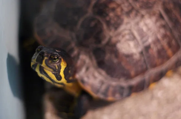 Tropische Schildkröte Tier Reptil — Stockfoto