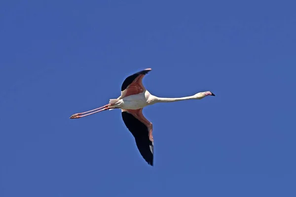 Flamingo Foenicopterus Ruber Imagem Voo — Fotografia de Stock