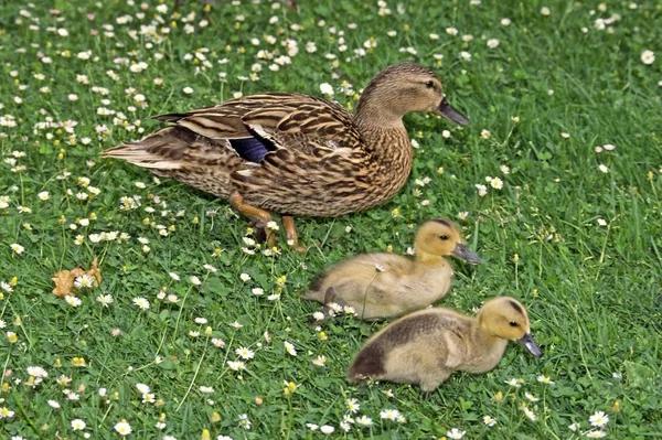 鳥を見るショット 野生の自然でアヒル — ストック写真