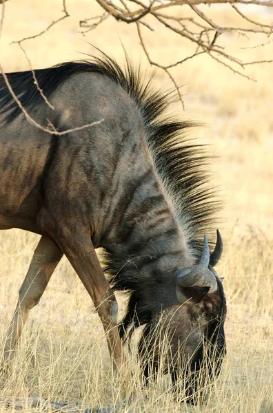 Antilop Hayvanlar Vahşi Yaşam Doğa Hayvanları — Stok fotoğraf