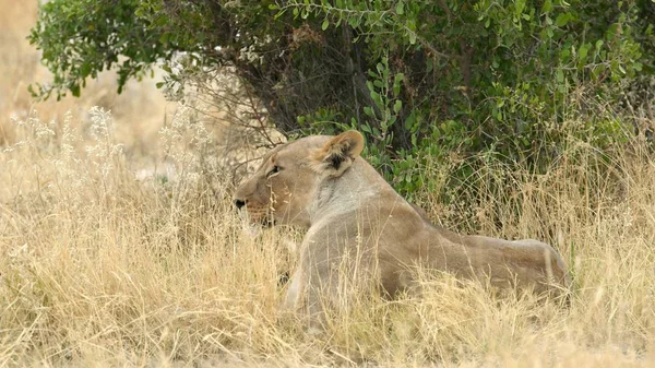 草丛中的母狮 — 图库照片